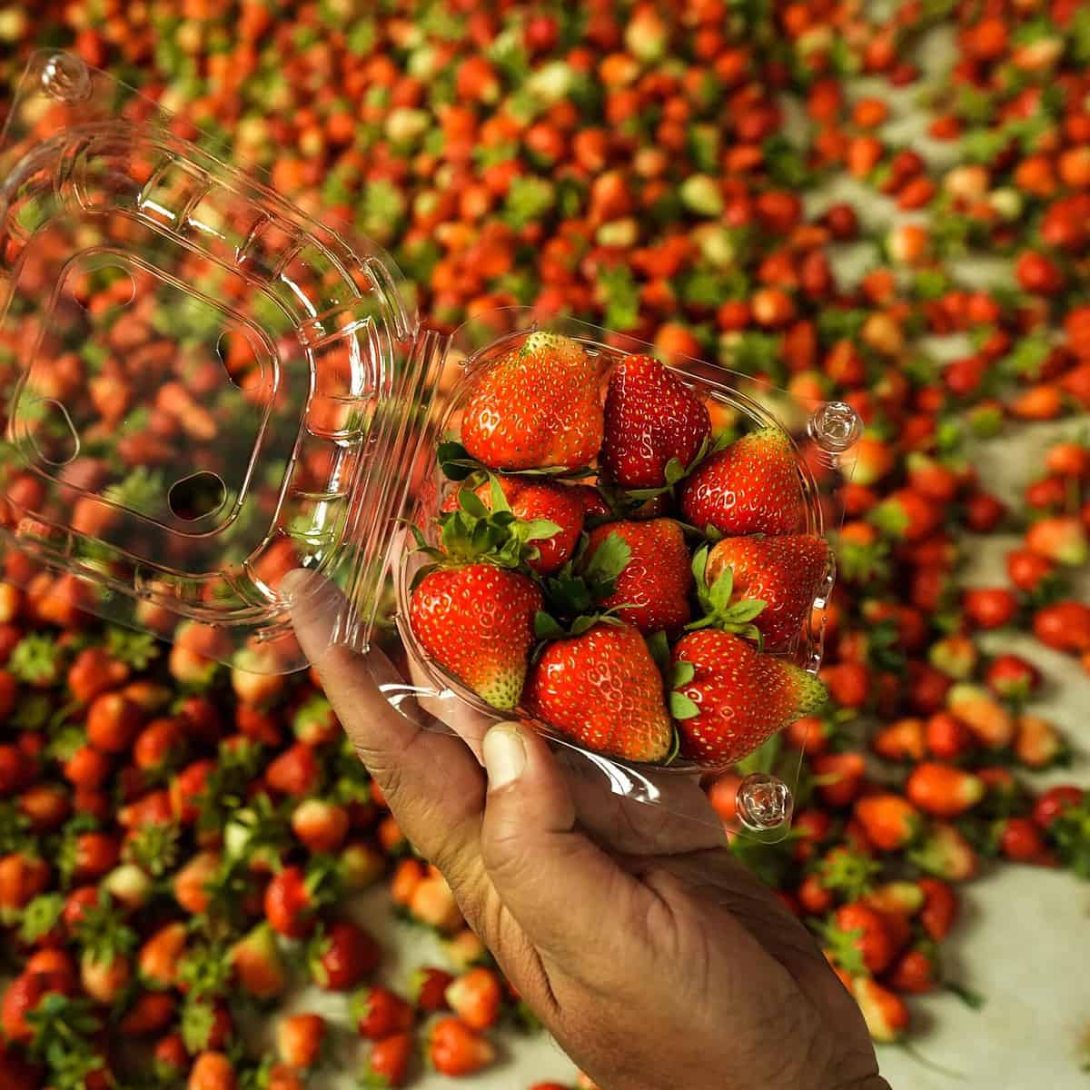 In Pics: Srinagar-Strawberry Harvesting