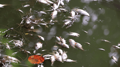 Hyderabad: Several dead fishes surface in Lotus Pond