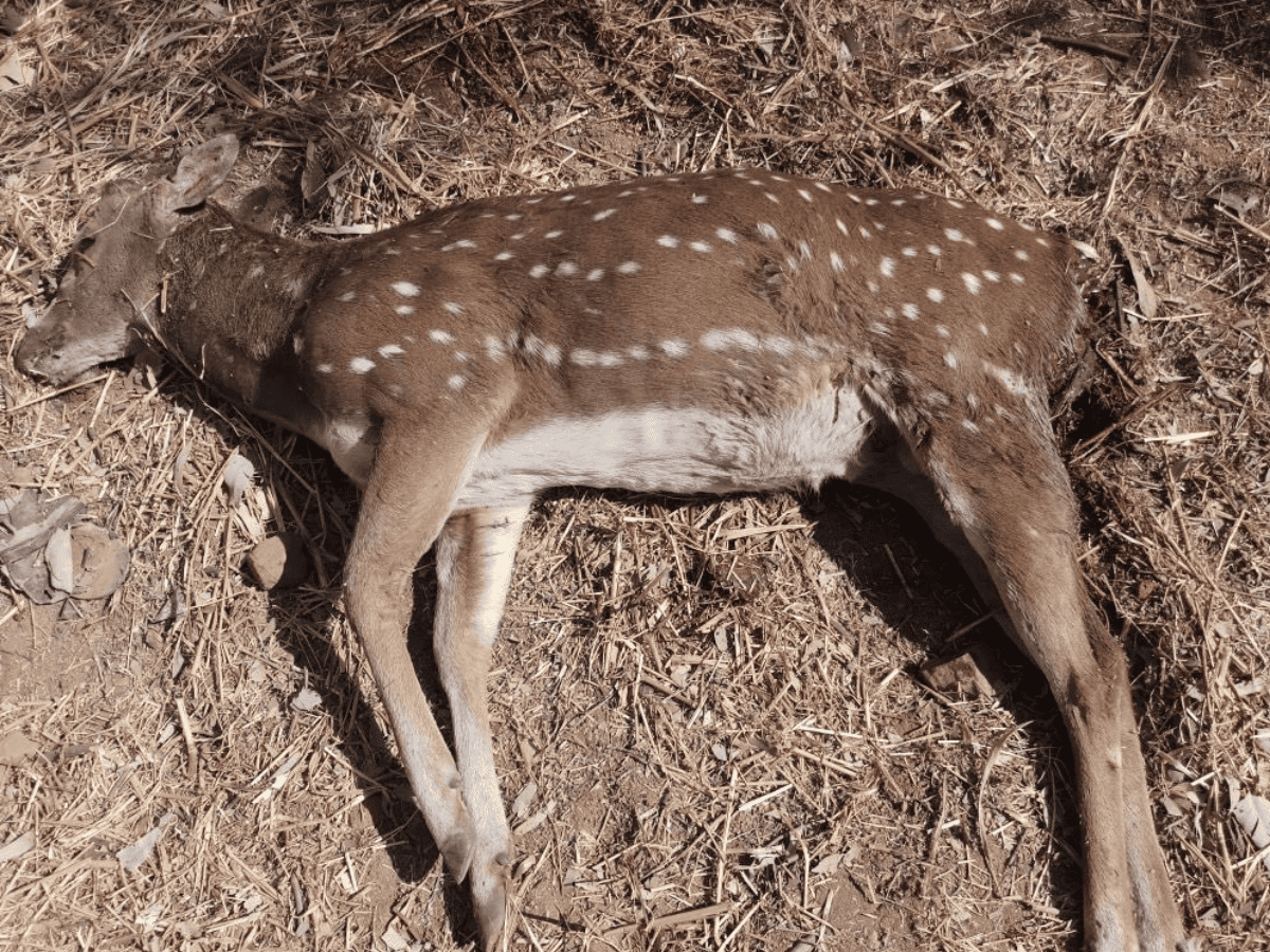 Stray dogs attack deer at University of Hyderabad once again