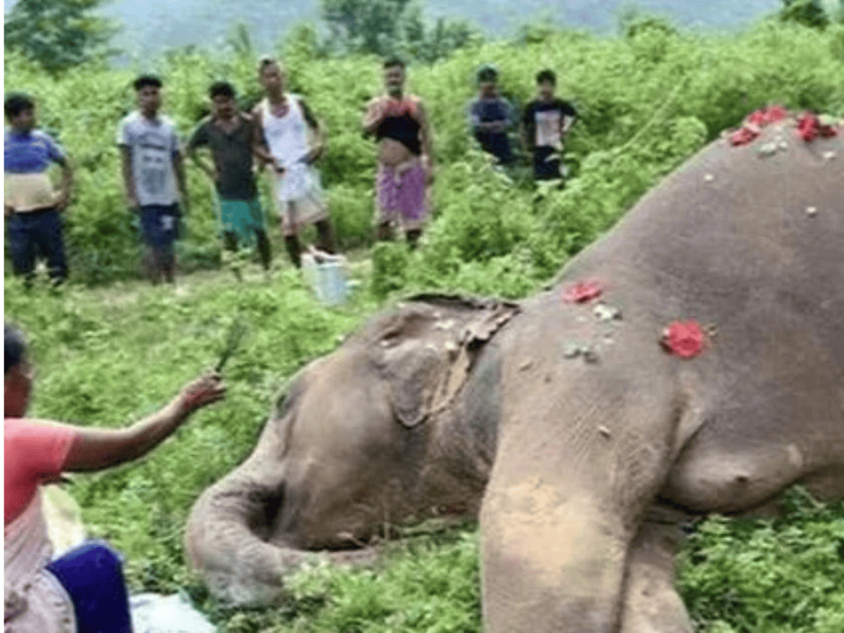Four elephants die in Andhra's Srikakulam; electrocution suspected
