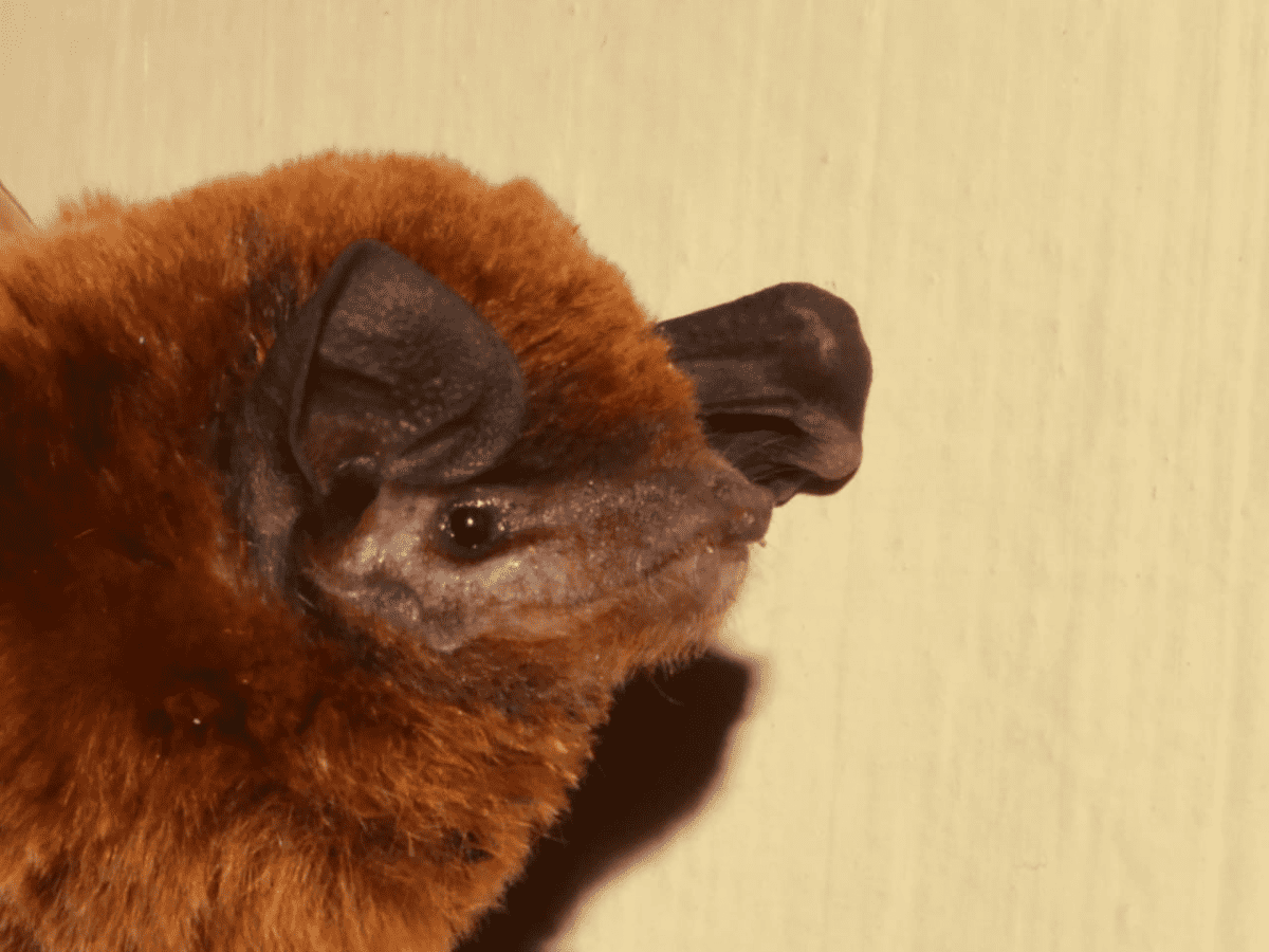 Hyderabad: OU scientist discovers new species of Bat in Coorg