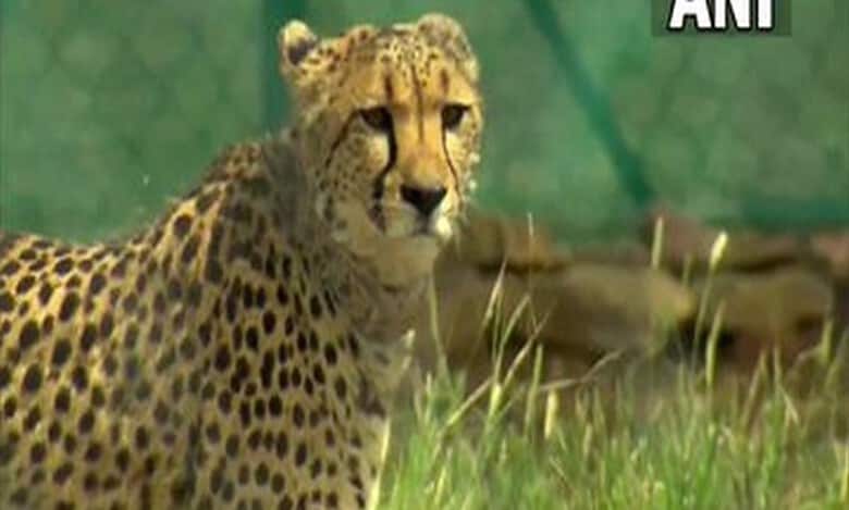 MP: Namibian Cheetah dies at Kuno National Park