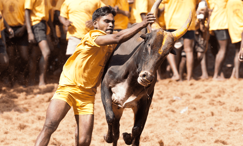 Jallikattu bulls to get unique IDs in Tamil Nadu