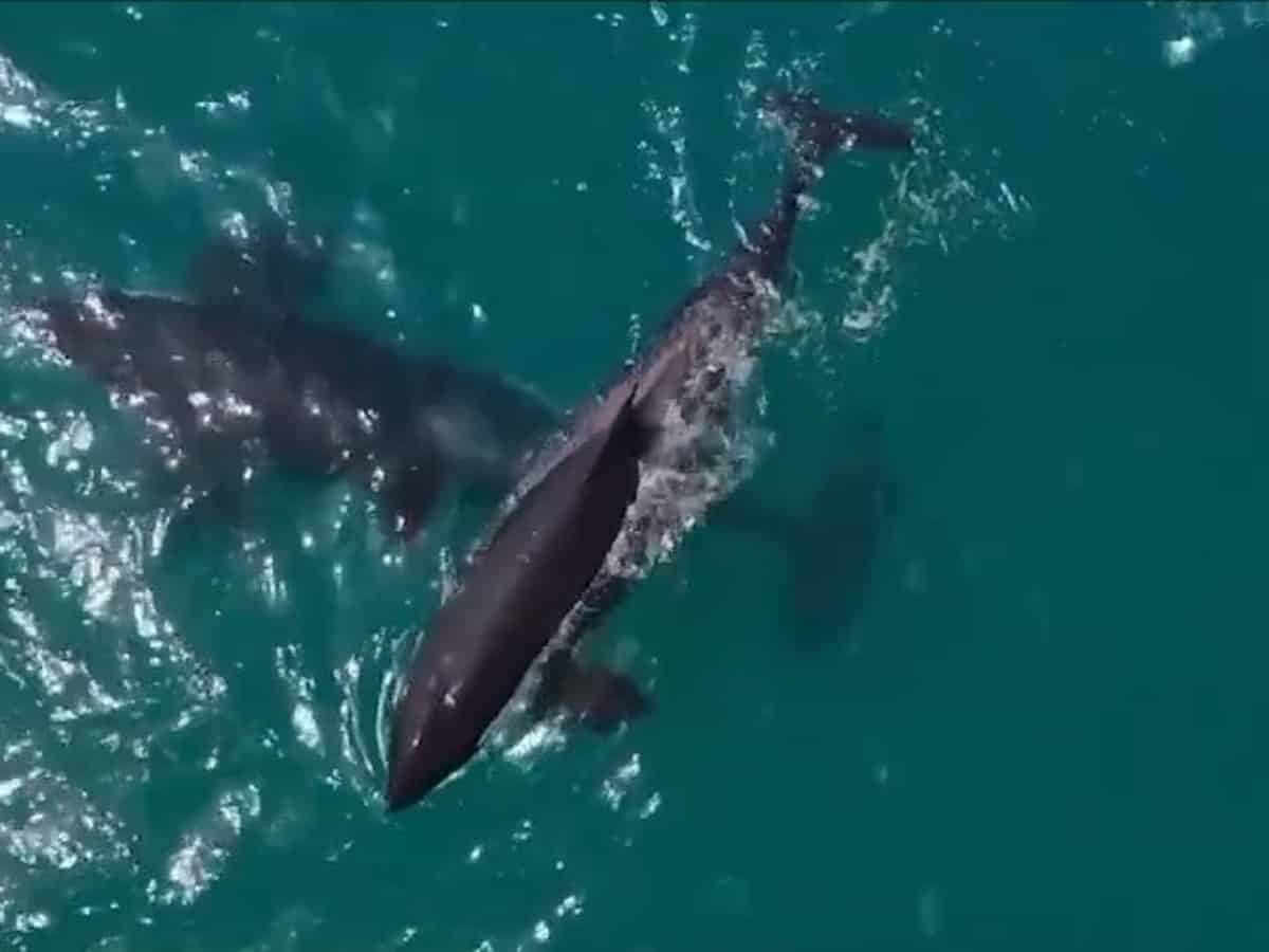 Watch: Killer whales spotted in Abu Dhabi, Dubai waters