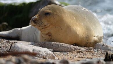 Endangered seal spotted for first time on Israeli beach