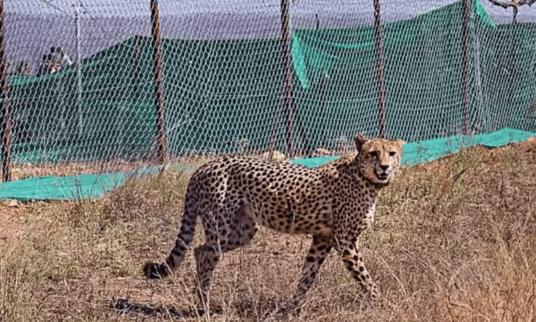Breeding, cheetah selection strategies at focus in Project Cheetah’s 2nd year: Project head