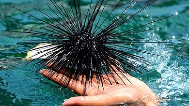 Epidemic kills all black sea urchins in Gulf of Aqaba: Israeli researchers