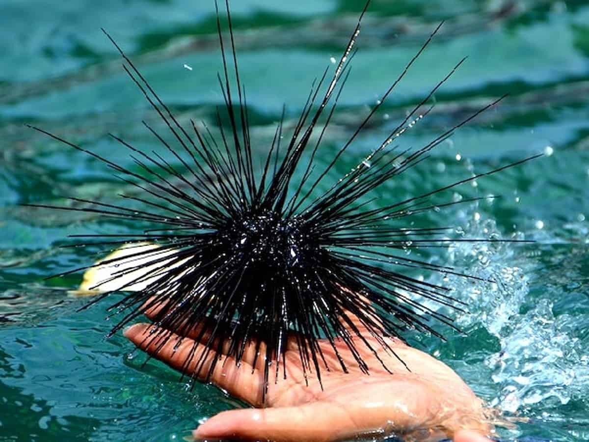 Epidemic kills all black sea urchins in Gulf of Aqaba: Israeli researchers