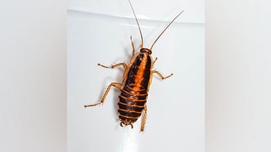 Live cockroach removed from man's intestine in Delhi