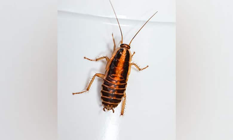 Live cockroach removed from man's intestine in Delhi