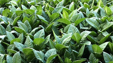 CSIR-CIMAP study lowers nicotine content in Tobacco plant