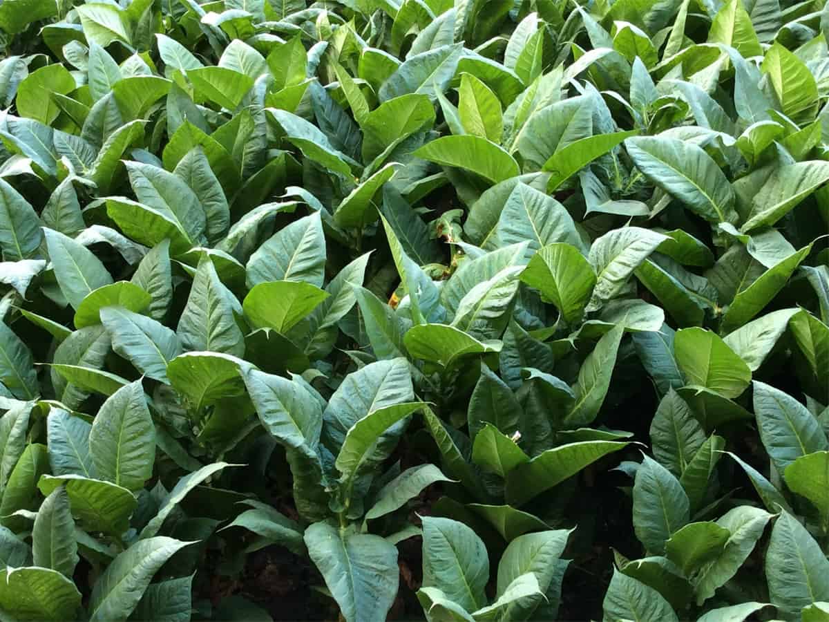 CSIR-CIMAP study lowers nicotine content in Tobacco plant