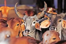 Five cattle smugglers held in UP, 38 bulls recovered