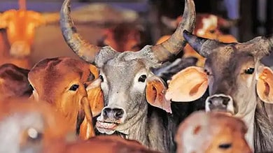 Five cattle smugglers held in UP, 38 bulls recovered
