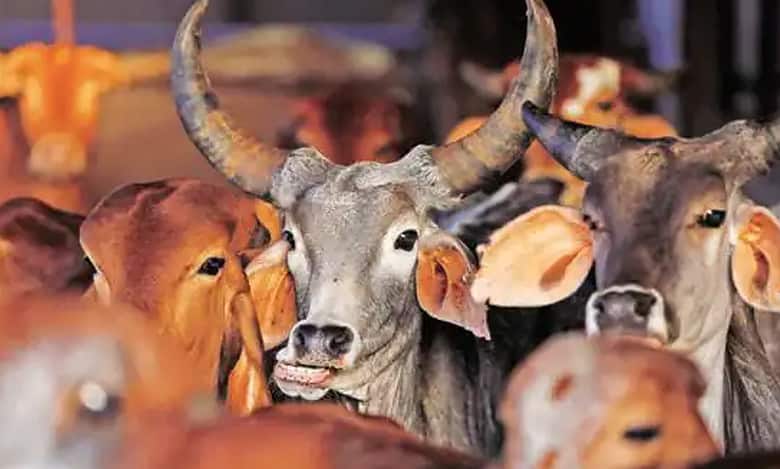 Image of cattle for police vigil ahead of Eid al Adha in Hyderabad. Hyderabad: Cattle traders allege extortion by cops before Bakrid