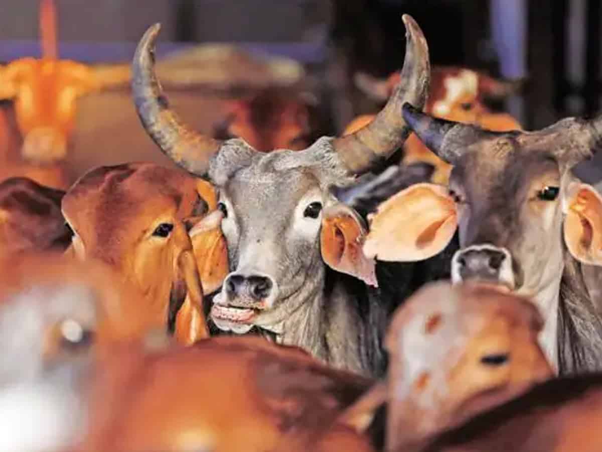 Five cattle smugglers held in UP, 38 bulls recovered