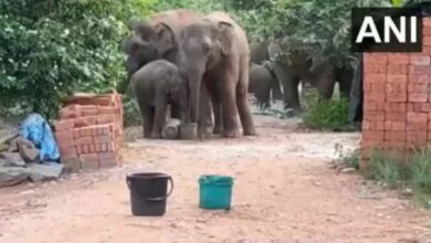 seven elephants entered Pujariguda village in Parvathipuram district of Andhra Pradesh for drinking water