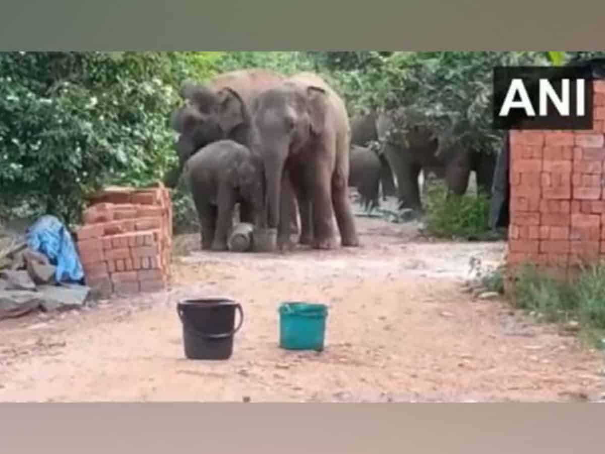 seven elephants entered Pujariguda village in Parvathipuram district of Andhra Pradesh for drinking water