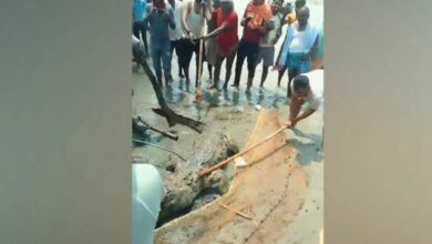 Video: Crocodile beaten to death in Bihar after it kills 14-yr-old