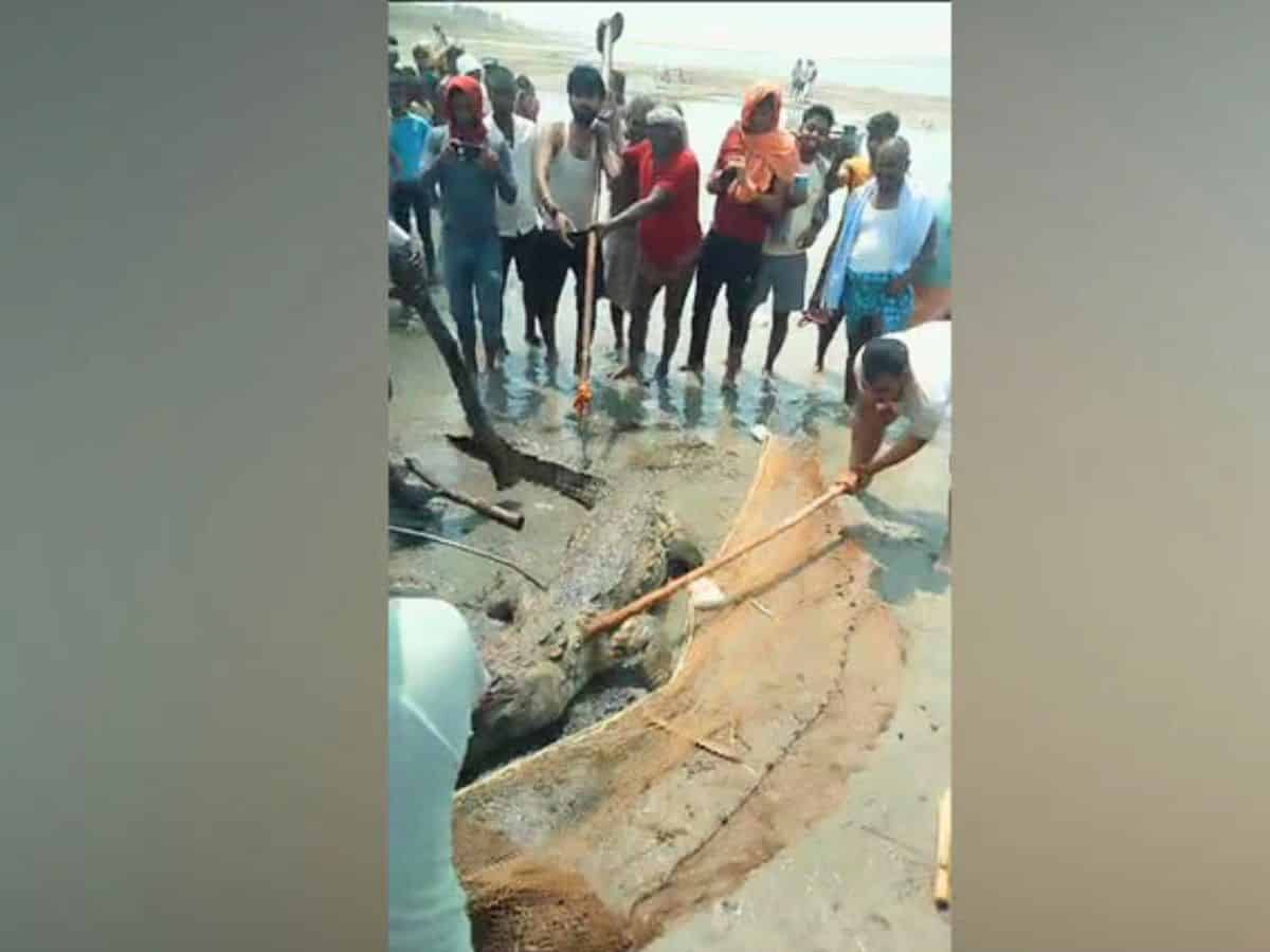 Video: Crocodile beaten to death in Bihar after it kills 14-yr-old