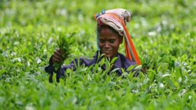 Assam Tea completes 200 years: Tax exemption on agri income for 3 yrs