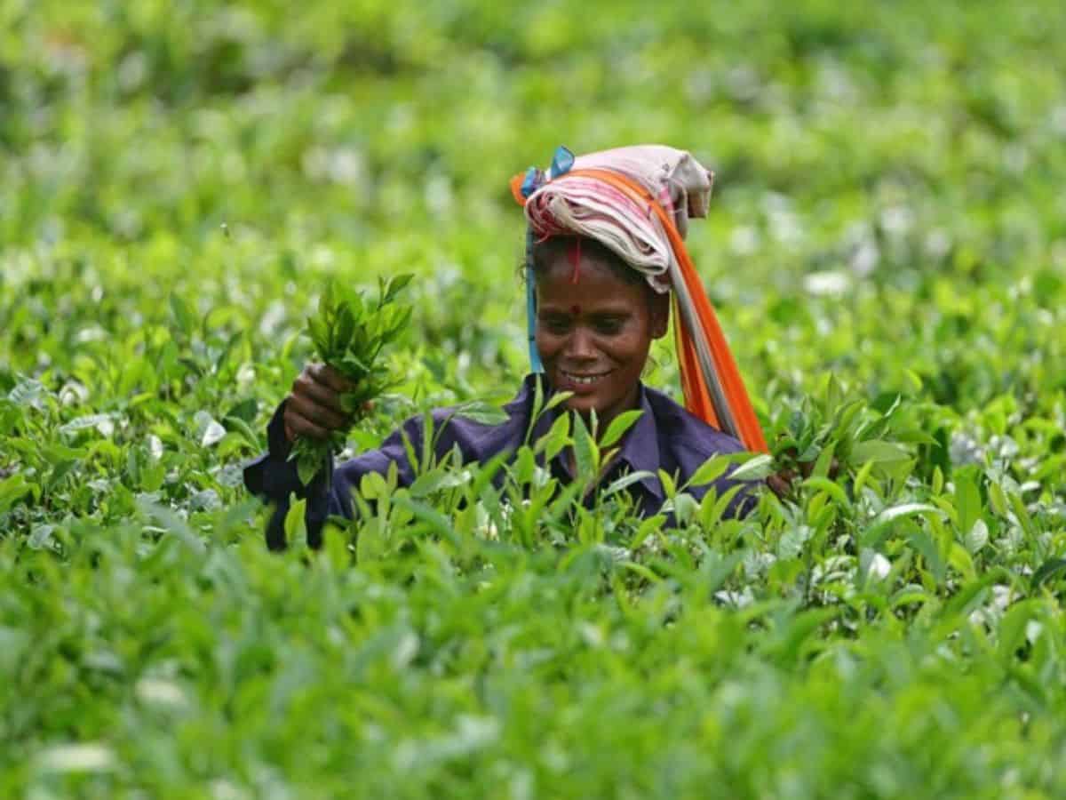 Assam Tea completes 200 years: Tax exemption on agri income for 3 yrs