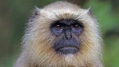 MP: Langur with Rs 21K bounty caught after biting 20 people