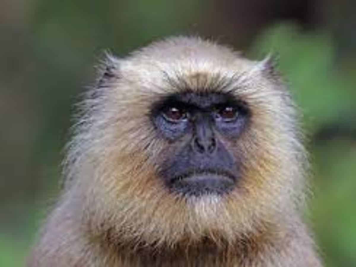 MP: Langur with Rs 21K bounty caught after biting 20 people