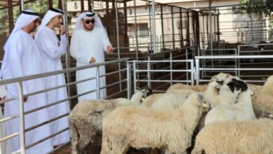 Eid Al Adha: Now order online for animals sacrifice, home delivered in Dubai