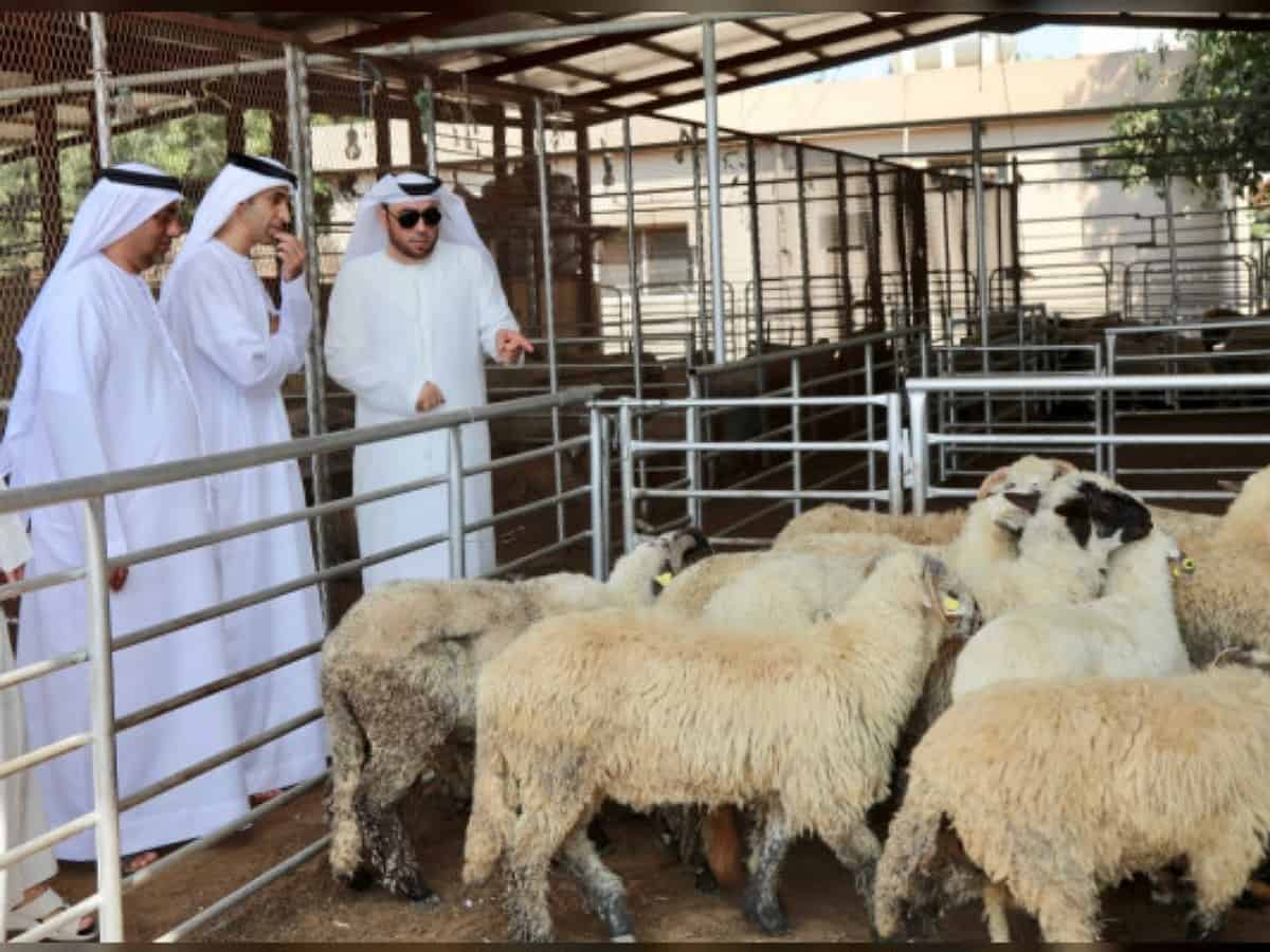 Eid Al Adha: Now order online for animals sacrifice, home delivered in Dubai