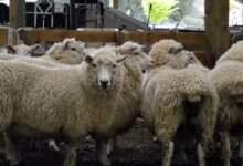 Saudi Arabia lifts temporary ban on import of livestock from Turkey