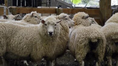 Saudi Arabia lifts temporary ban on import of livestock from Turkey