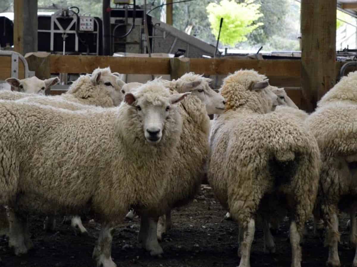 Saudi Arabia lifts temporary ban on import of livestock from Turkey