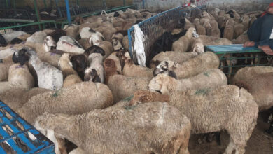 Hyderabad: Jiyaguda sheep market gears up for Eid ul Adha