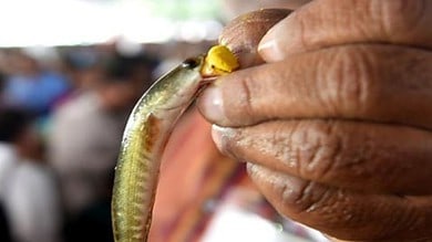 Hyderabad: Arrangements in place to administer ‘Fish Prasadam’ on June 9