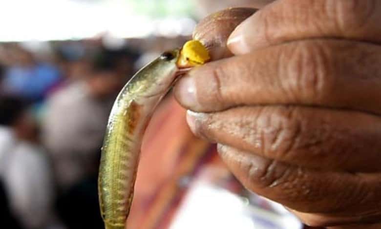 Hyderabad: Arrangements in place to administer ‘Fish Prasadam’ on June 9