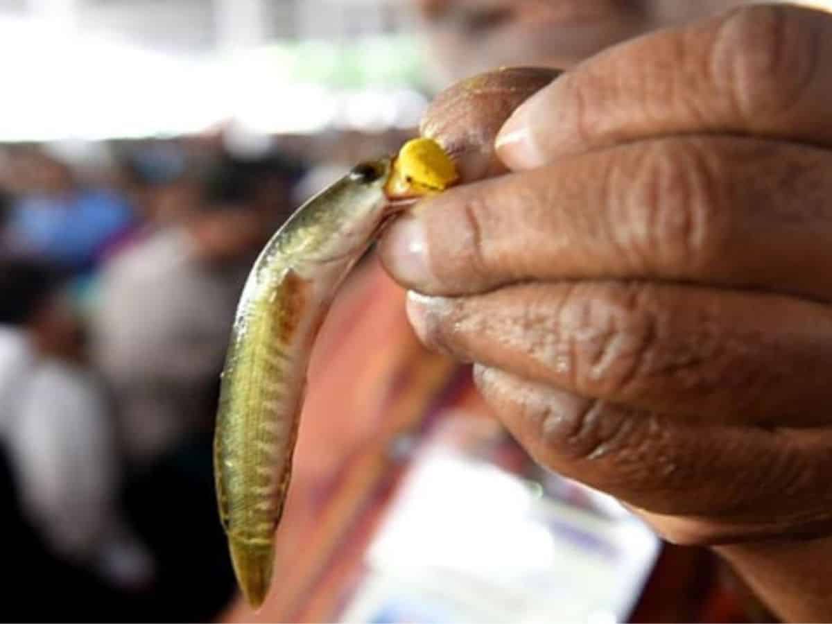 Hyderabad: Arrangements in place to administer ‘Fish Prasadam’ on June 9