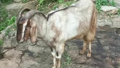 Bizarre: Thieves come in luxury car to steal a goat in Prayagraj