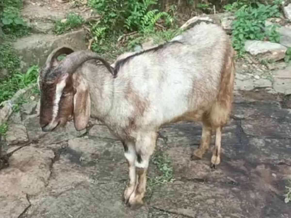 Bizarre: Thieves come in luxury car to steal a goat in Prayagraj