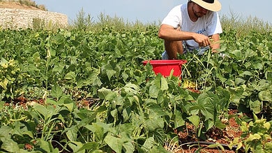 Gardening, cycling may help 'fight off' genetic risk of Type 2 diabetes