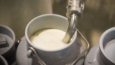Milk production in Karnataka increases ahead of monsoon season