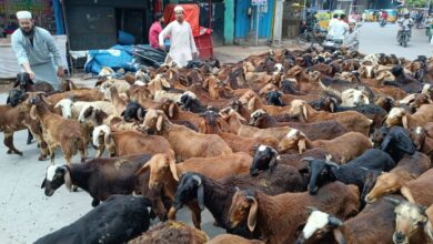 Sheep prices in Hyderabad ahead of Eid Al Adha