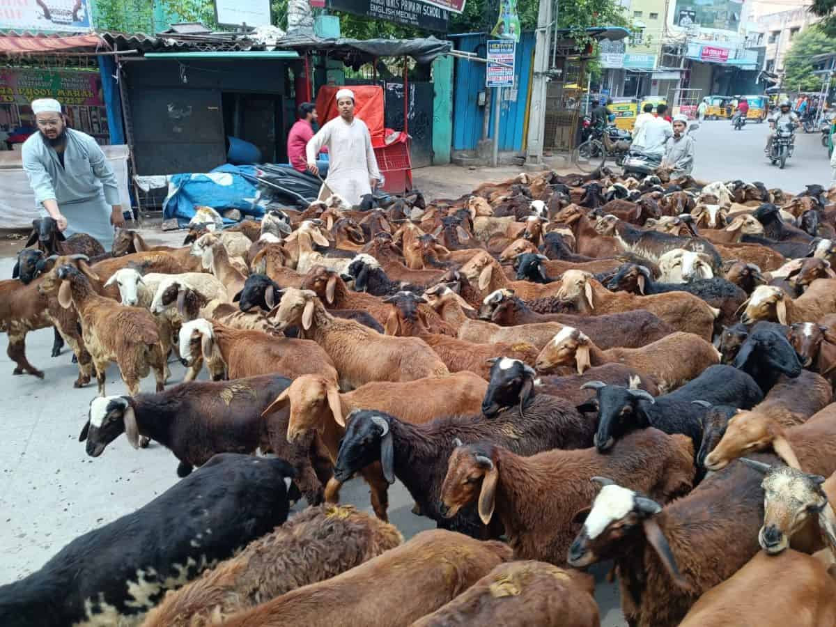 Sheep prices in Hyderabad ahead of Eid Al Adha