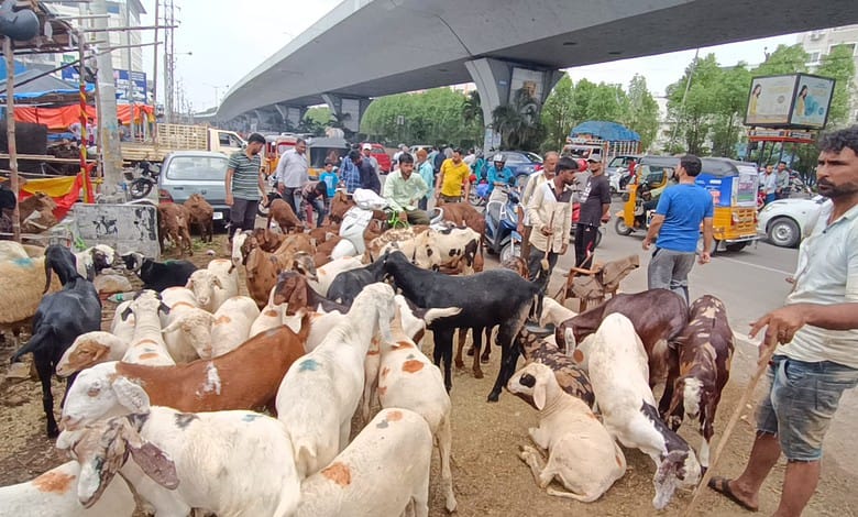 Hyderabad: Youngsters foray into cattle trade ahead of Bakrid