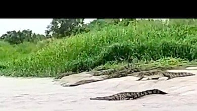 Telangana: Crocodiles surface in Krishna flowing in Narayanapet