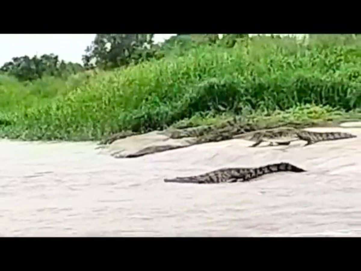 Telangana: Crocodiles surface in Krishna flowing in Narayanapet