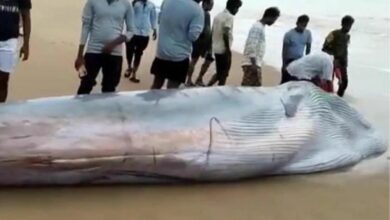 Blue Whale washes ashore in Andhra Pradesh's Srikakulam