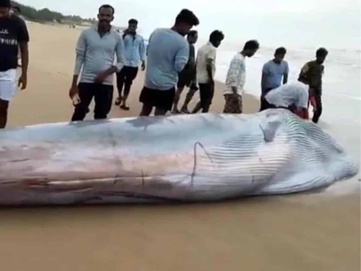 Blue Whale washes ashore in Andhra Pradesh's Srikakulam