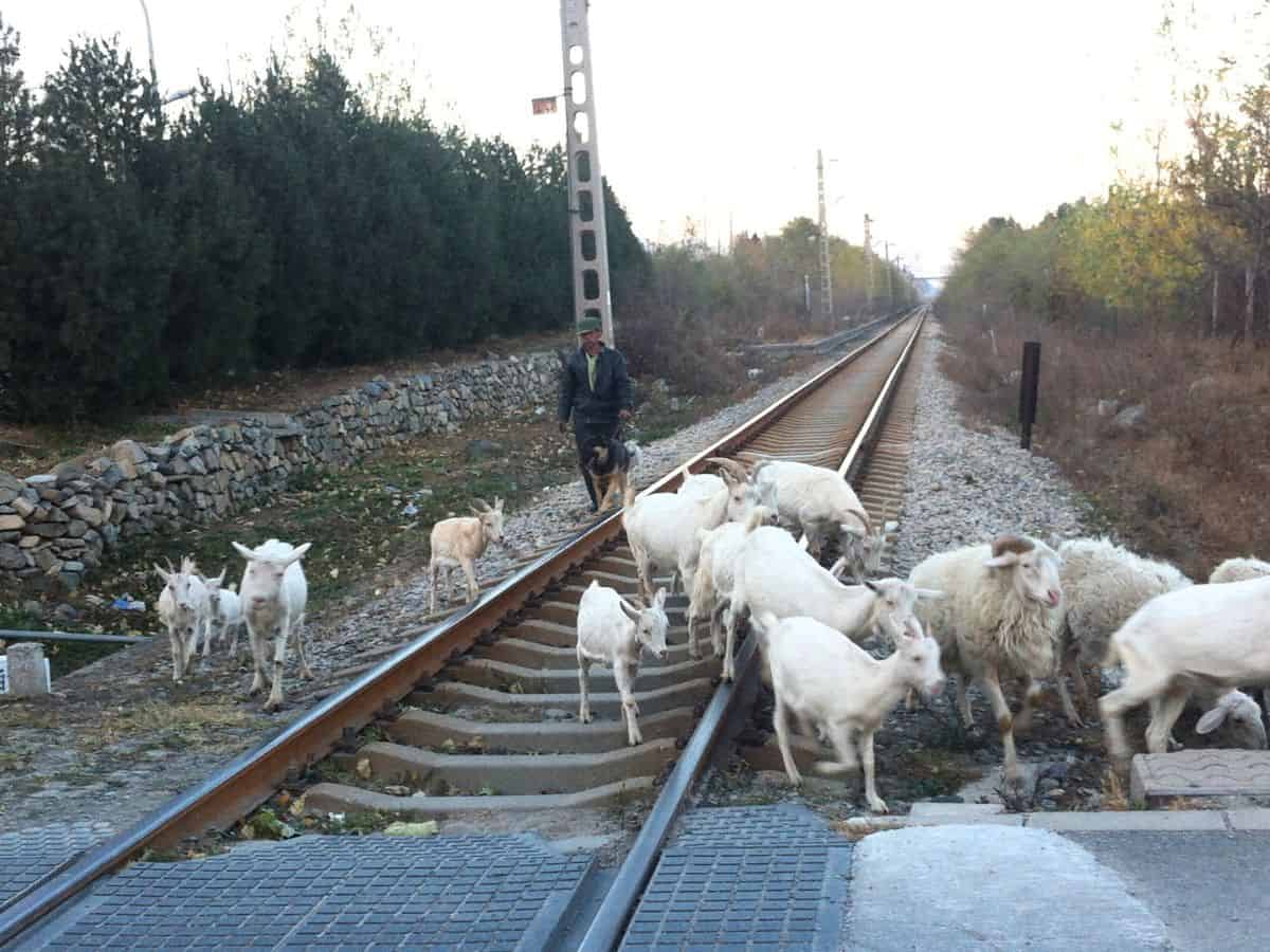 Telangana: 60 goats die after train runs over them in Vikarabad