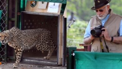 PM Modi to chair high-level meeting to review 'Project Cheetah' status